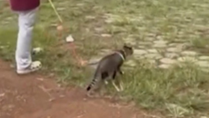 Fakta-Fakta Pensiunan ASN Tendang Kucing hingga Mati di Lapangan Kridosono Blora, Anabul Tidak Mati di Tempat hingga Pelaku Akhirnya Minta Maaf dan Akui Kesalahannya