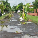 Bertahun-tahun Rusak Tak Diperbaiki, Jalan di Sidoharjo Nganjuk Ditanami Pohon Pisang