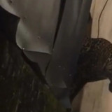 Detik-Detik Menegangkan Macan Tutul Masuk Permukiman hingga Lukai Warga di Kabupaten Bandung, Ukurannya Cukup Besar