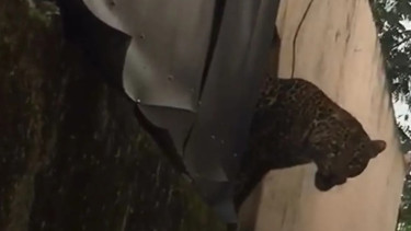 Detik-Detik Menegangkan Macan Tutul Masuk Permukiman hingga Lukai Warga di Kabupaten Bandung, Ukurannya Cukup Besar