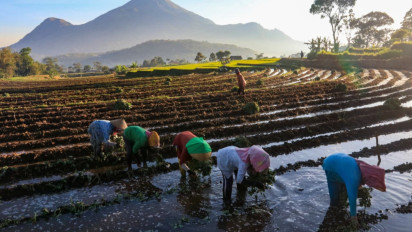 Jadi Tumpuan Petani, KUR BRI Dorong Produktivitas Petanian dengan Pembiayaan Tembus Rp80 Triliun