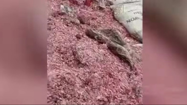 Fakta Misteri Cacahan Uang di TPS Ilegal Bekasi, Pemilik Lahan Beri Pengakuan Begini