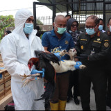 173 Ekor Ayam Bangkok dan 20 Ekor Kambing Pigmi Ilegal Asal Thailand Dimusnahkan