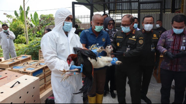 173 Ekor Ayam Bangkok dan 20 Ekor Kambing Pigmi Ilegal Asal Thailand Dimusnahkan