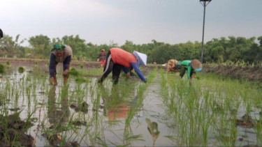 Bolehkah pakai Lahan Pemerintah untuk Bercocok Tanam? Begini Penjelasan Buya Yahya dari Perspektif Islam