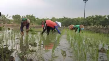 Bolehkah pakai Lahan Pemerintah untuk Bercocok Tanam? Begini Penjelasan Buya Yahya dari Perspektif Islam