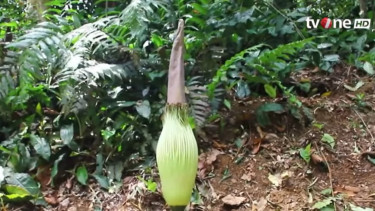 Bunga Bangkai Raksasa Mekar di Kebun Raya Bogor, Amorphophallus Titanium Diperkirakan Terbuka 12 Tahun Lagi