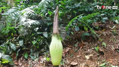 Bunga Bangkai Raksasa Mekar di Kebun Raya Bogor, Amorphophallus Titanium Diperkirakan Terbuka 12 Tahun Lagi