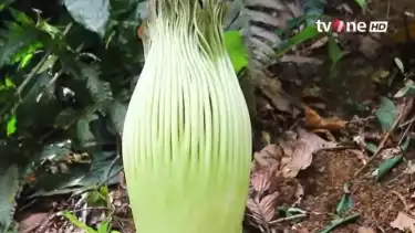 Bunga bangkai raksasa jenis Amorphophallus titanium sebelum mekar di Kebun Raya Bogor