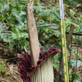 Penantian 12 Tahun Berakhir, Bunga Bangkai Raksasa Mekar Sempurna di Kebun Raya Bogor