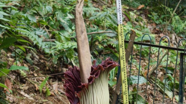Penantian 12 Tahun Berakhir, Bunga Bangkai Raksasa Mekar Sempurna di Kebun Raya Bogor