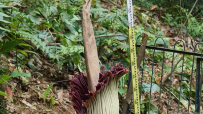 Penantian 12 Tahun Berakhir, Bunga Bangkai Raksasa Mekar Sempurna di Kebun Raya Bogor