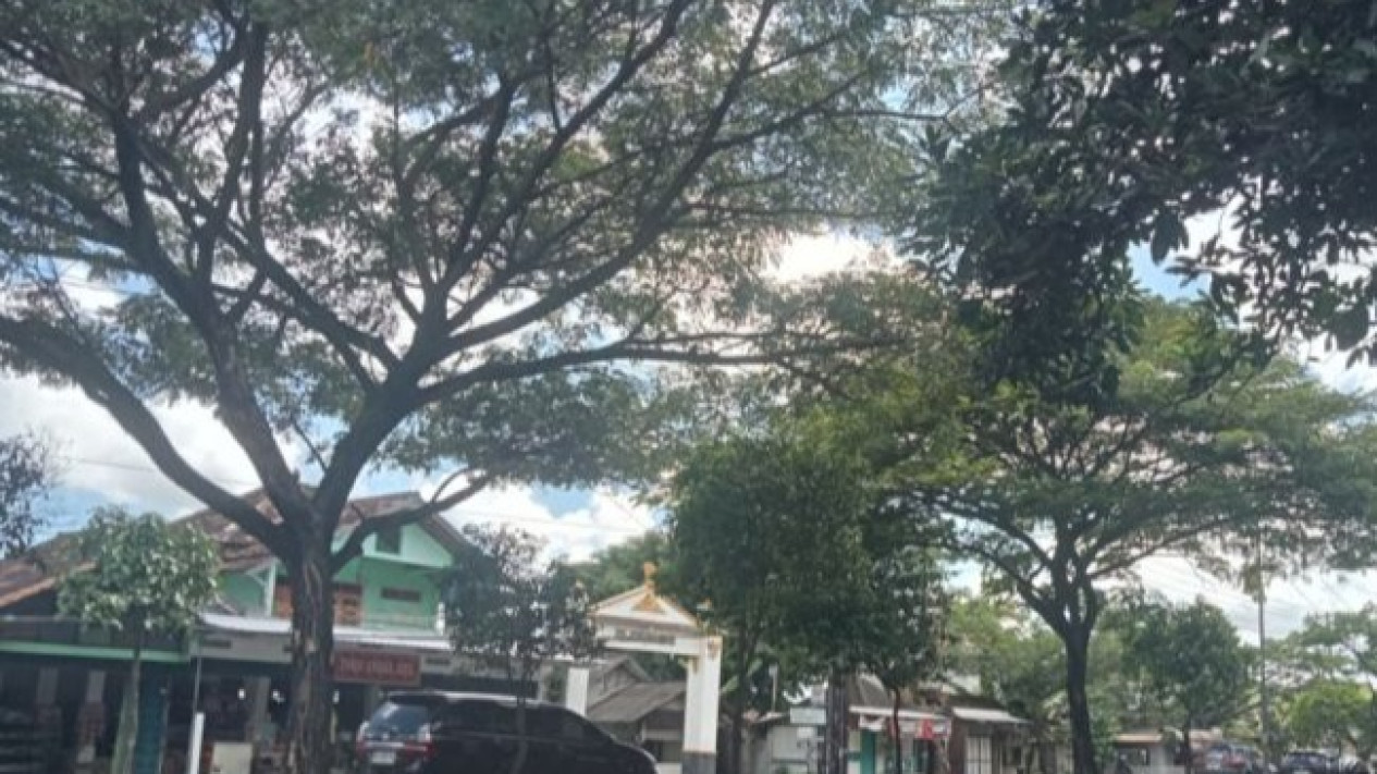 200 Pohon di Sepanjang Ring Road Bantul Rawan Tumbang
            - galeri foto