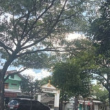 200 Pohon di Sepanjang Ring Road Bantul Rawan Tumbang