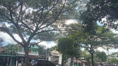 200 Pohon di Sepanjang Ring Road Bantul Rawan Tumbang