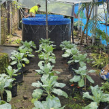 SPPG Polda Jatim di Mojokerto Dilengkapi Green House dan Bioflok Ikan