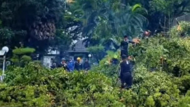 Cuaca Ekstrem di Makassar, Ratusan Pohon Tumbang Dalam Sepekan