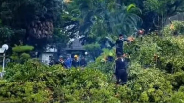 102 Pohon di Makassar Tumbang Akibat Cuaca Ekstrem