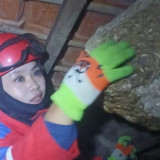 Aksi Heroik Petugas Damkar Cianjur Evakuasi Tawon Vespa Mematikan Hanya Bermodal Alat Seadanya