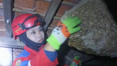 Aksi Heroik Petugas Damkar Cianjur Evakuasi Tawon Vespa Mematikan Hanya Bermodal Alat Seadanya