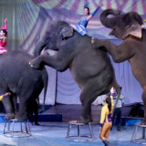 Indonesia Keluarkan Aturan Larangan Atraksi Gajah Tunggang