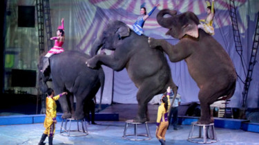 Indonesia Keluarkan Aturan Larangan Atraksi Gajah Tunggang