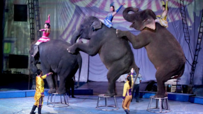 Indonesia Keluarkan Aturan Larangan Atraksi Gajah Tunggang