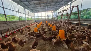 Tekankan Filosofi “Give Back to The Community”, Hotel Bintang Lima di Sleman Gandeng Fakultas Peternakan UGM Bangun Ekosistem Peternakan Ayam Mandiri