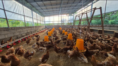 Tekankan Filosofi “Give Back to The Community”, Hotel Bintang Lima di Sleman Gandeng Fakultas Peternakan UGM Bangun Ekosistem Peternakan Ayam Mandiri