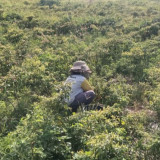 MBG Dikhawatirkan Sebabkan Inflasi di Bali