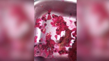 Viral! Belatung Muncul di Makanan Program MBG di Dua SD Lombok Tengah