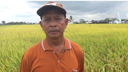 Jelang Panen Raya, Harga Gabah di Banyuasin Rp6.400 per Kg, Petani Desak Bulog Serap Sesuai HPP