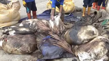 Karung berisi limbah B3 minyak hitam terdampar di Pantai Wisata Bintan