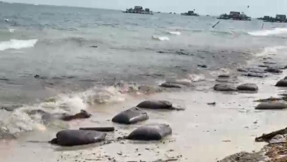 Ribuan Karung Limbah B3 Berisi Minyak Hitam Cemari Pantai Bintan