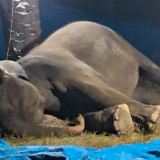 Ratna, Gajah Sumatera Berusia 50 Tahun Mati Usai Jalani Perawatan Medis di Rahmat Zoo & Park Sergei