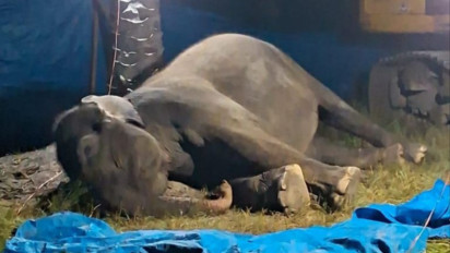 Ratna, Gajah Sumatera Berusia 50 Tahun Mati Usai Jalani Perawatan Medis di Rahmat Zoo & Park Sergei