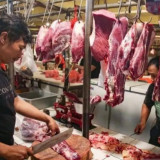 Jakarta Impor 600 Sapi dari Australia untuk Stok Ramadan dan Lebaran 2026