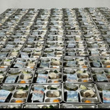 Viral Ribuan Menu MBG Berisi Uang Lima Puluh Ribu Rupiah di Bangkalan