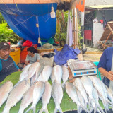 Raup Omzet Fantastis Jualan di Festival Ikan Bandeng Jakbar Dalam Sehari, Pedagang Full Senyum