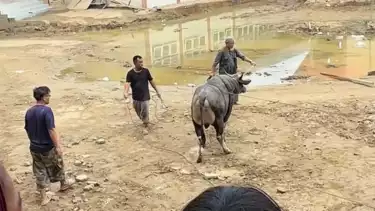Prabowo Sedekah Dua Sapi Jumbo ke Ponpes Terdampak Banjir di Aceh untuk Sambut Ramadan