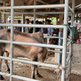 Sebanyak 209 Desa di Aceh Tamiang Terima Sapi Meugang Bantuan Presiden