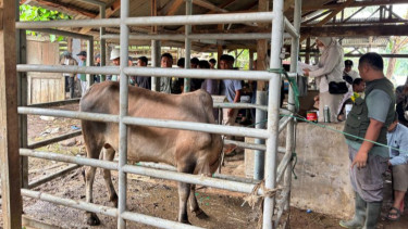 Sebanyak 209 Desa di Aceh Tamiang Terima Sapi Meugang Bantuan Presiden