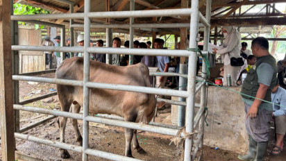 Sebanyak 209 Desa di Aceh Tamiang Terima Sapi Meugang Bantuan Presiden