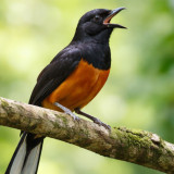 Banyak Pemula Tertipu dan Kecewa, Begini Cara Memilih Murai Batu yang Sehat dan Mental Bagus