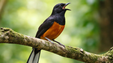 Banyak Pemula Tertipu dan Kecewa, Begini Cara Memilih Murai Batu yang Sehat dan Mental Bagus
