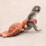 Kisah Pilu Punch, Bayi Monyet di Jepang Bawa Boneka Orangutan Gegara Dibuang sang Ibu: Kini Temukan Induk Asuhnya