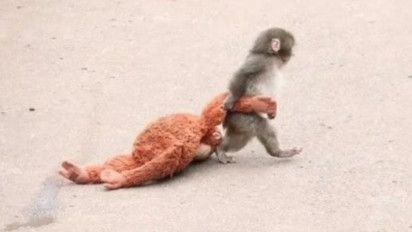 Kisah Pilu Punch, Bayi Monyet di Jepang Bawa Boneka Orangutan Gegara Dibuang sang Ibu: Kini Temukan Induk Asuhnya