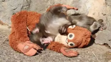 Punch, bayi monyet yang dibuang induknya selalu bawa boneka orangutan