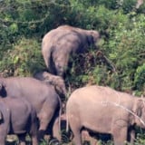 Detik-Detik Menegangkan Pria Terjebak Kepungan Gajah di Aceh, Nyawa Korban Tak Tertolong