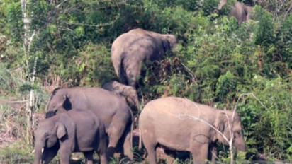 Detik-Detik Menegangkan Pria Terjebak Kepungan Gajah di Aceh, Nyawa Korban Tak Tertolong